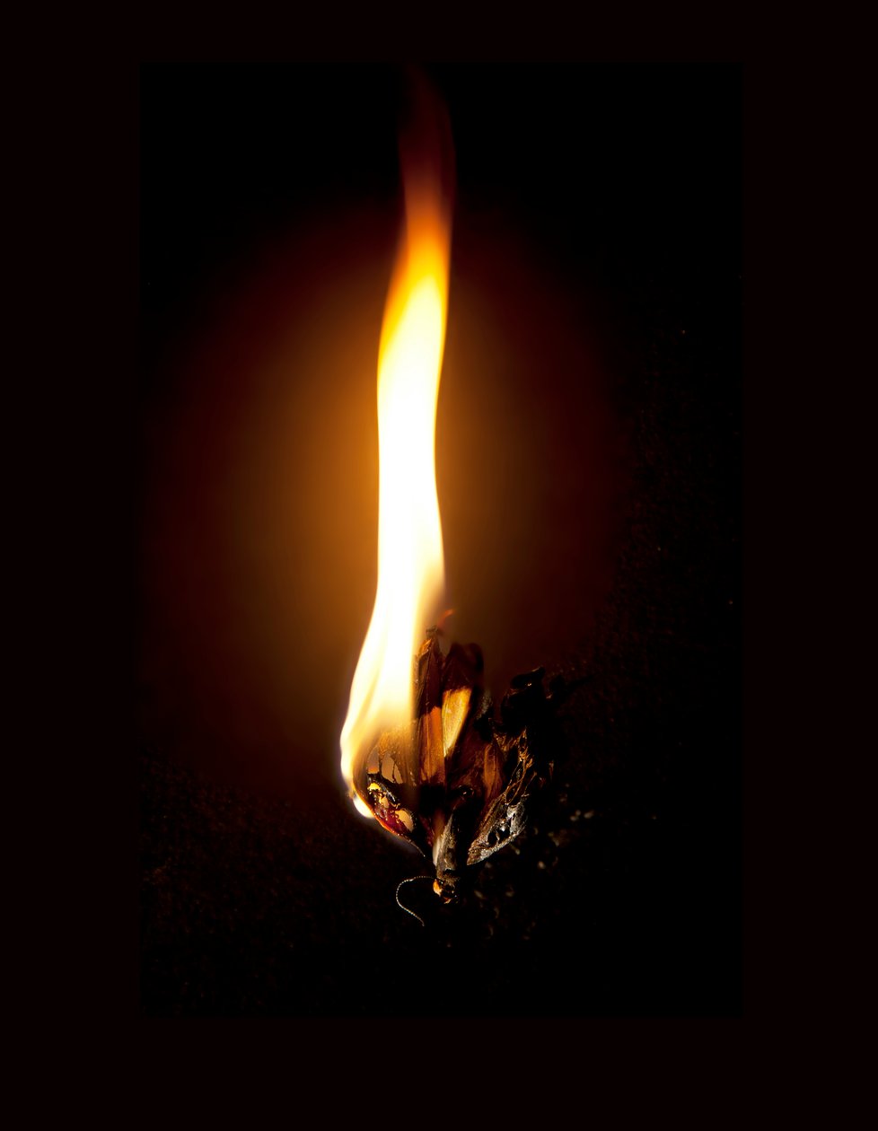 Brennender Schmetterling 23 von Mat Collishaw