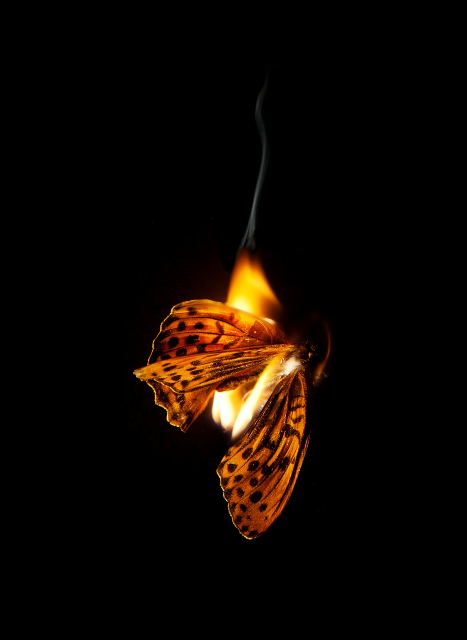 Brennender Schmetterling 25, 2013 von Mat Collishaw