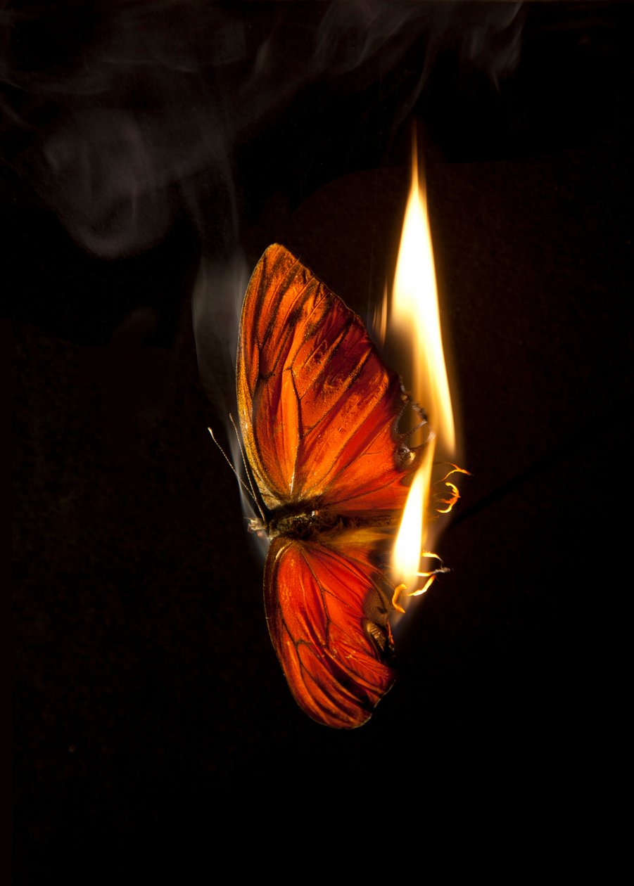 Brennender Schmetterling 2 von Mat Collishaw