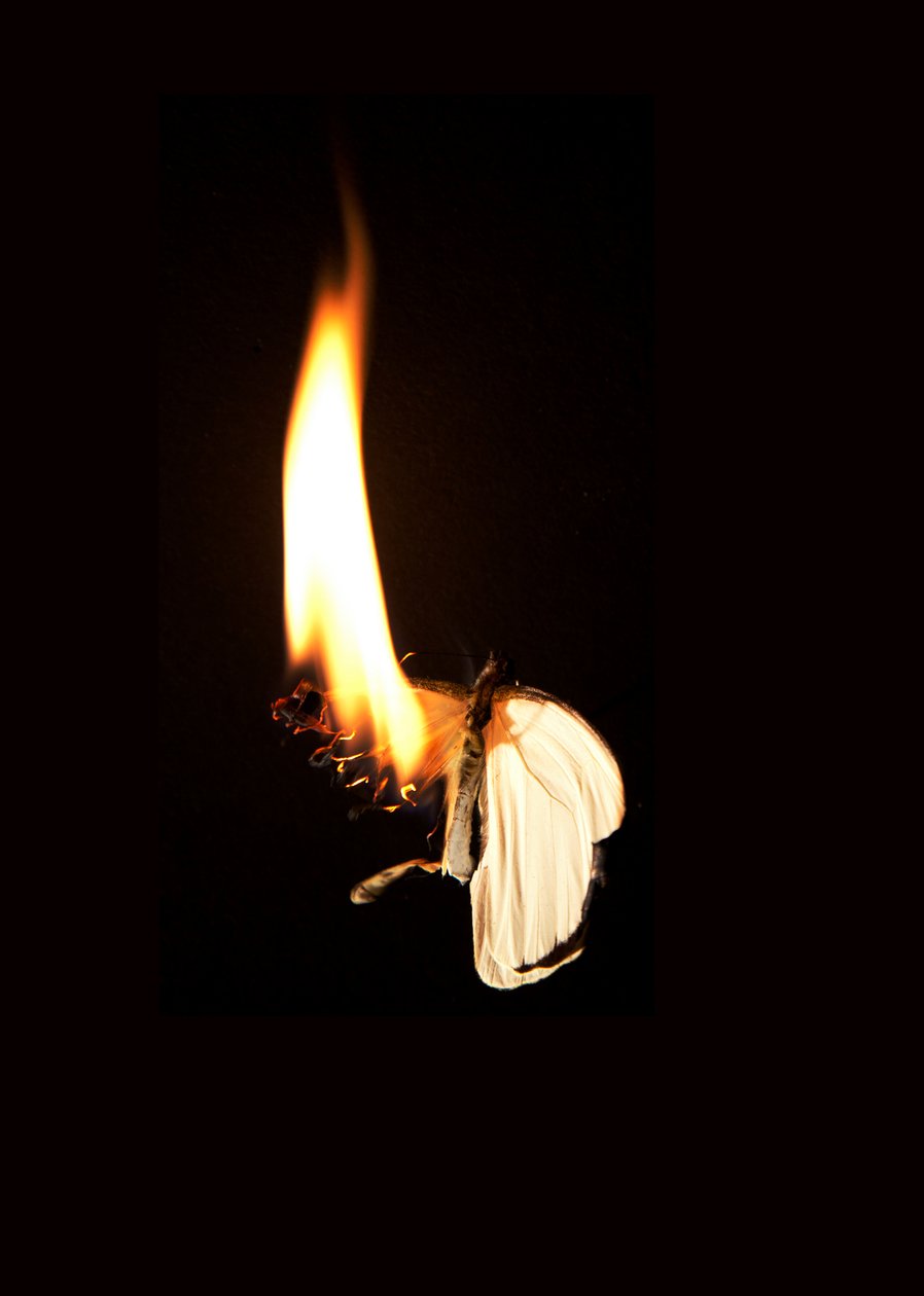 Brennender Schmetterling 7, 2013 von Mat Collishaw