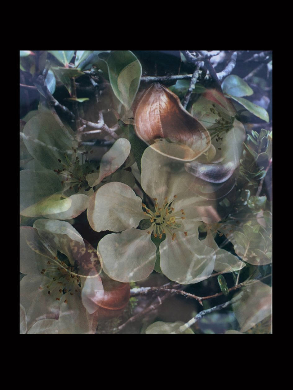 Fleischfresser 5 von Mat Collishaw