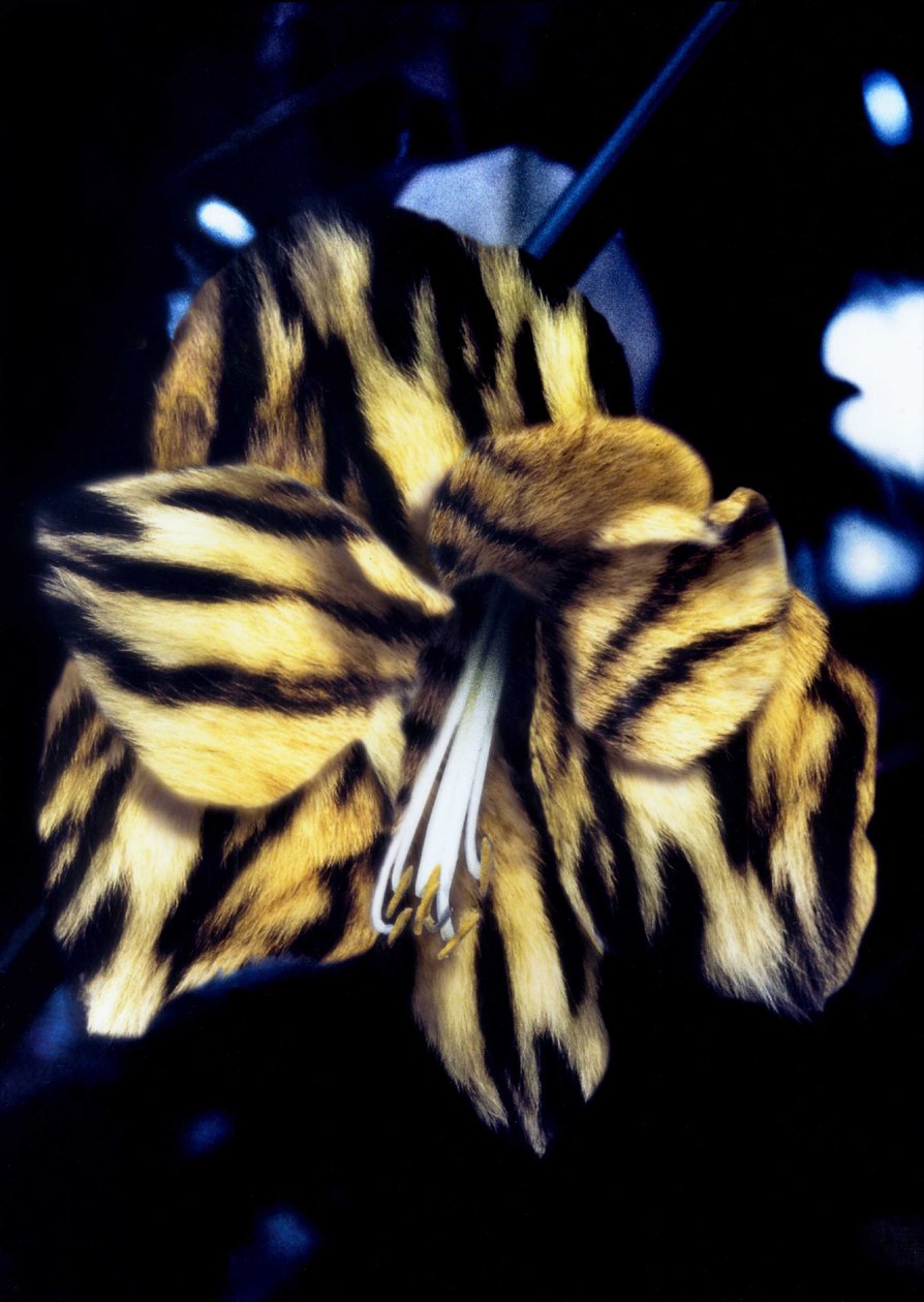 Tigerlilie von Mat Collishaw