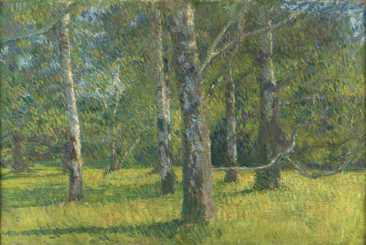 Birken in Laxenburg von Matija Jama