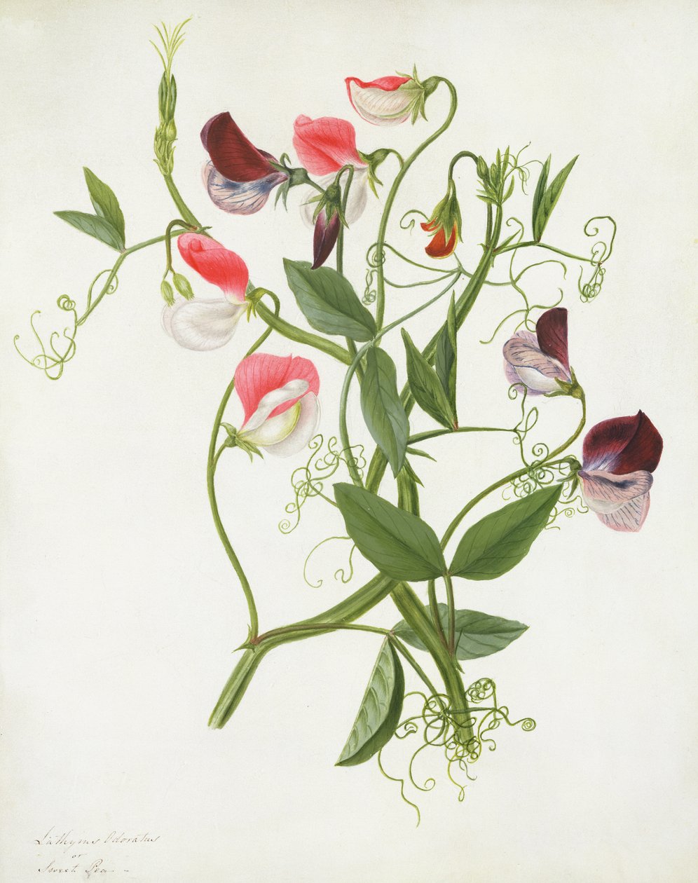 Lathyrus Odoratus von Matilda Conyers