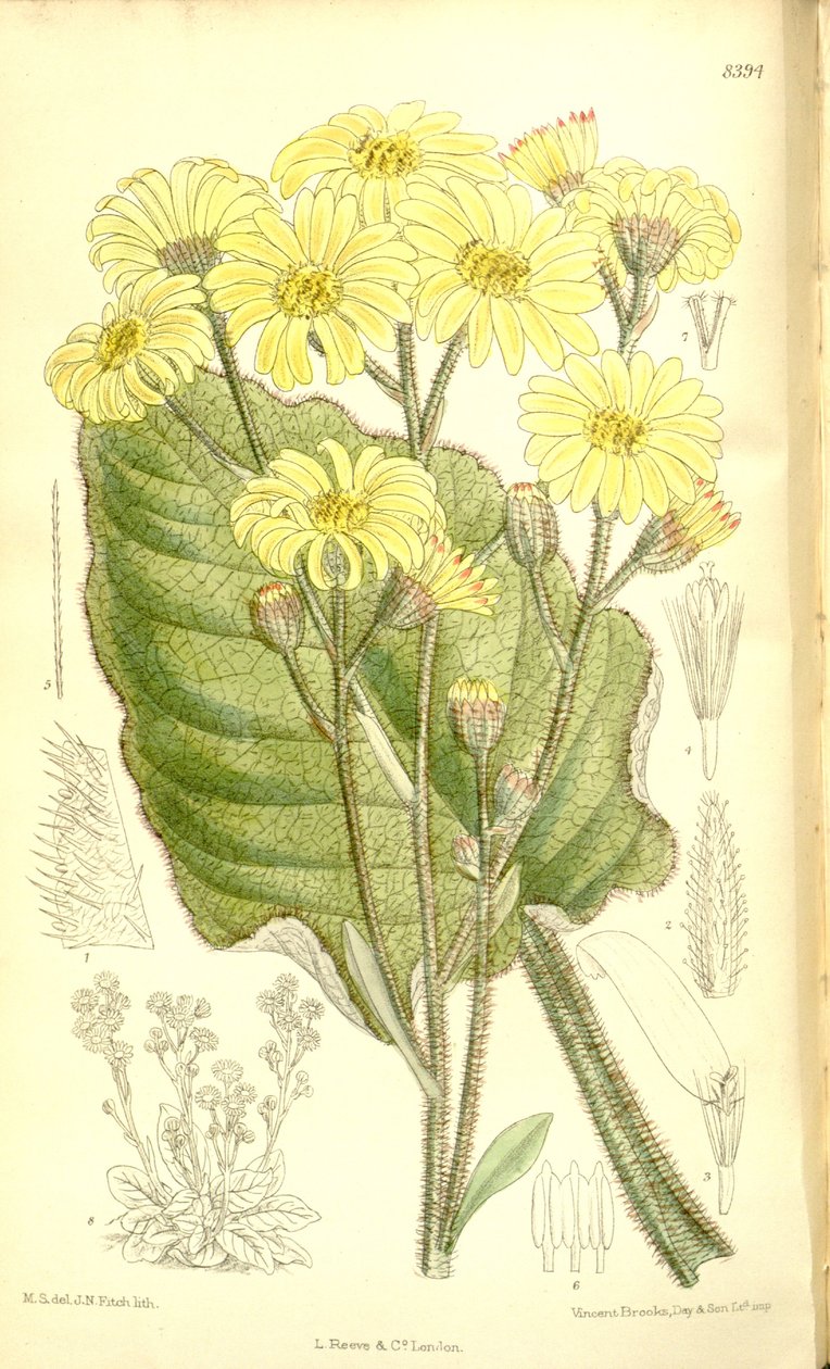 Senecio saxifragoides von Matilda Smith