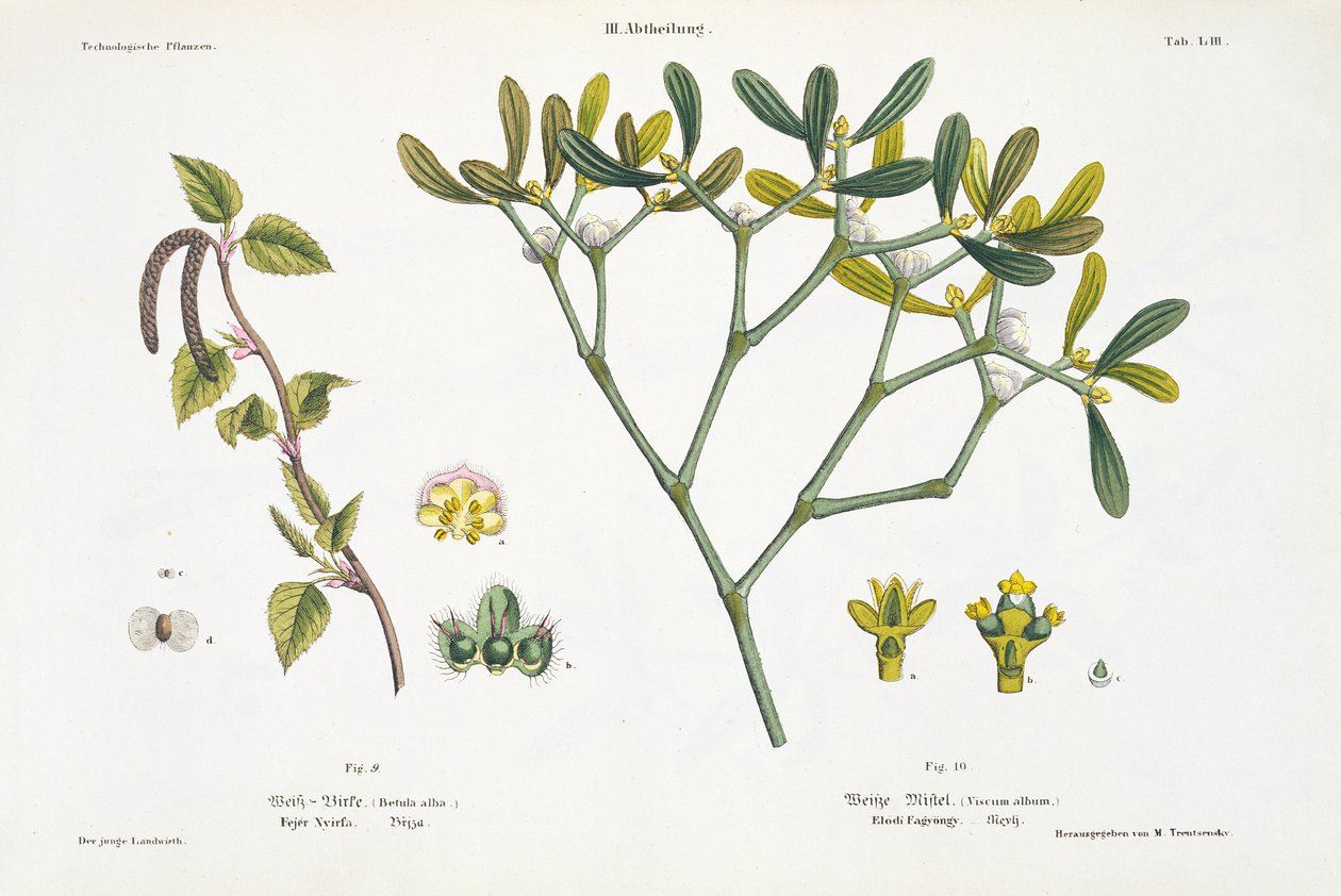 Birke (links) und Mistel (rechts), Abb. 9 und 10 aus 