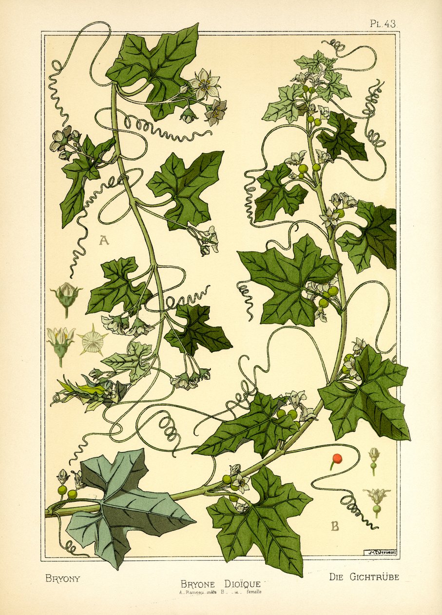Die Zaunrübe von Maurice Pillard Verneuil