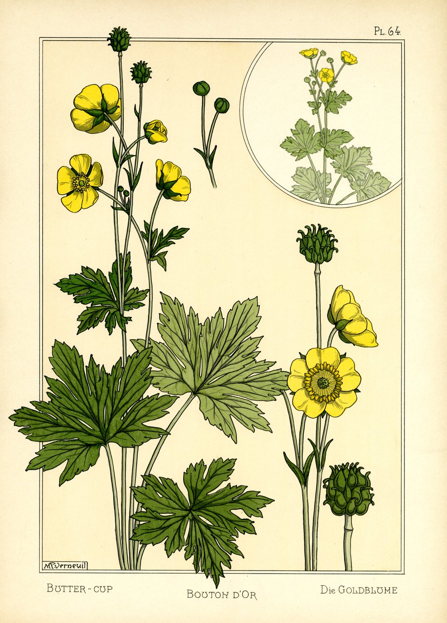 Die Butterblume von Maurice Pillard Verneuil