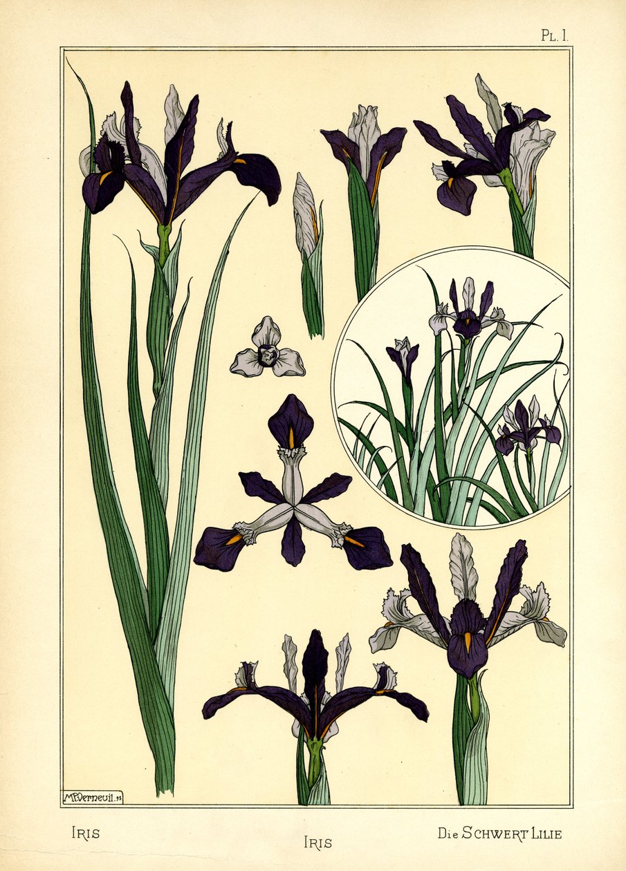 Die Iris von Maurice Pillard Verneuil