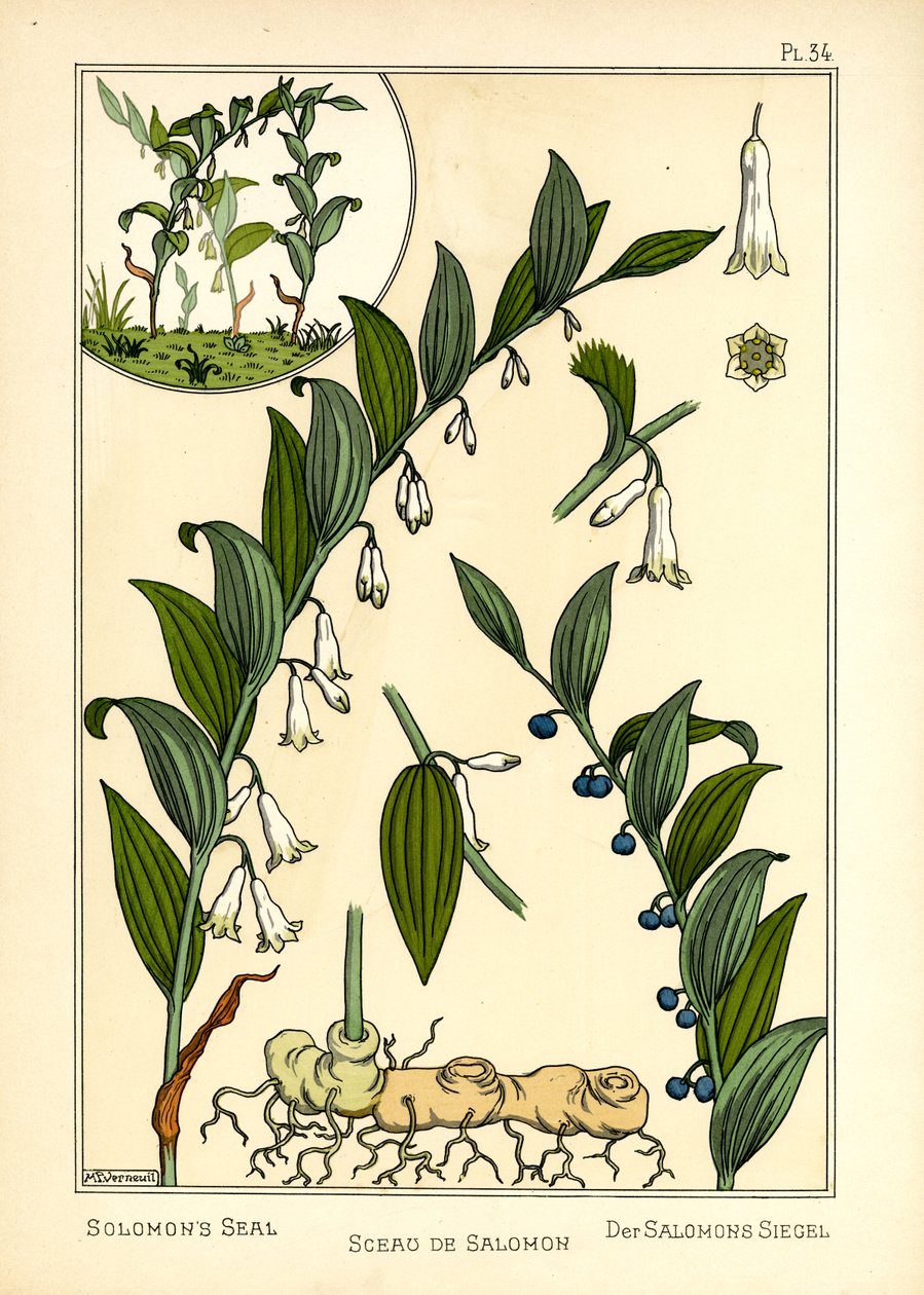Das Salomonssiegel von Maurice Pillard Verneuil