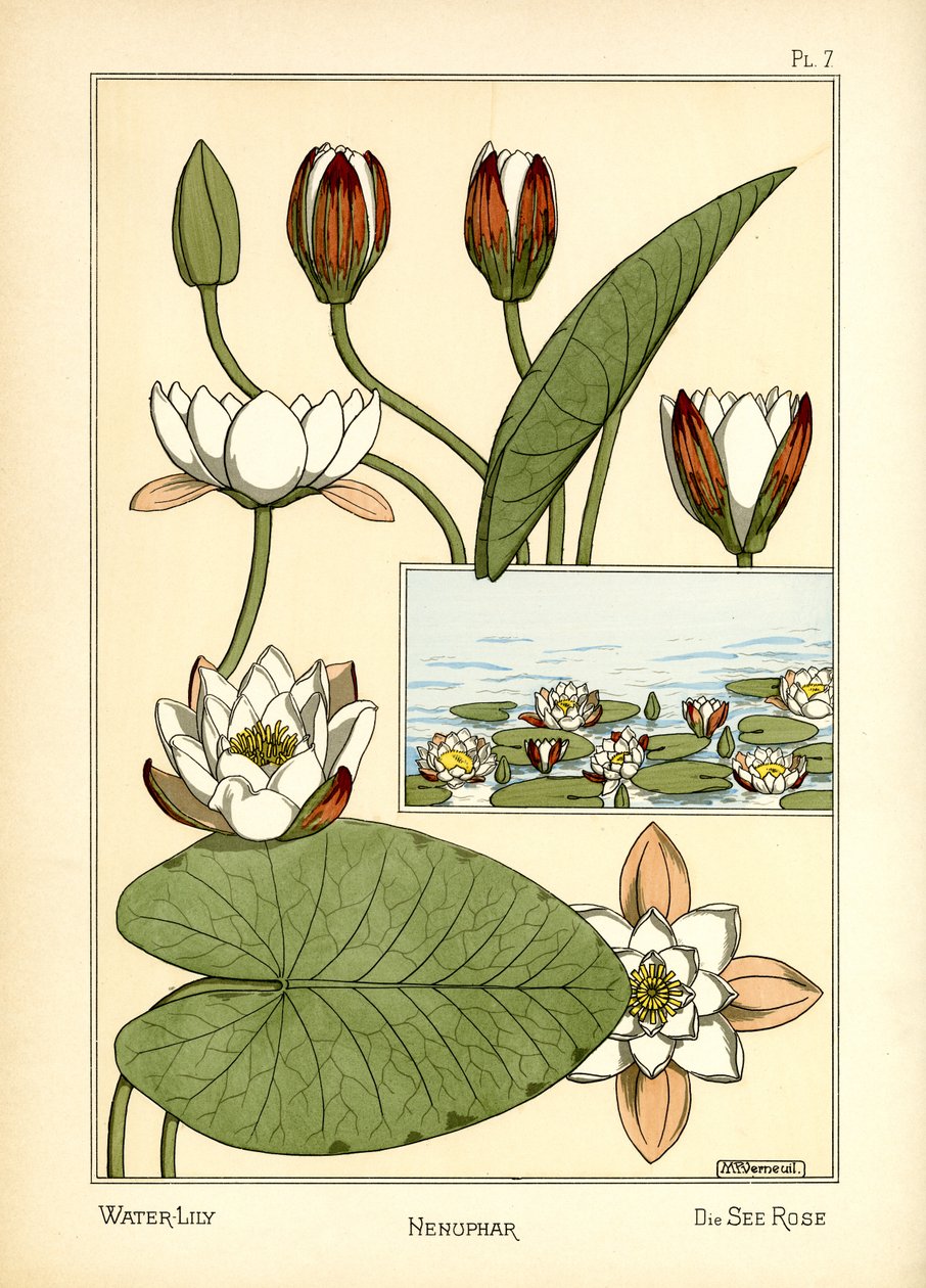 Die Seerose von Maurice Pillard Verneuil