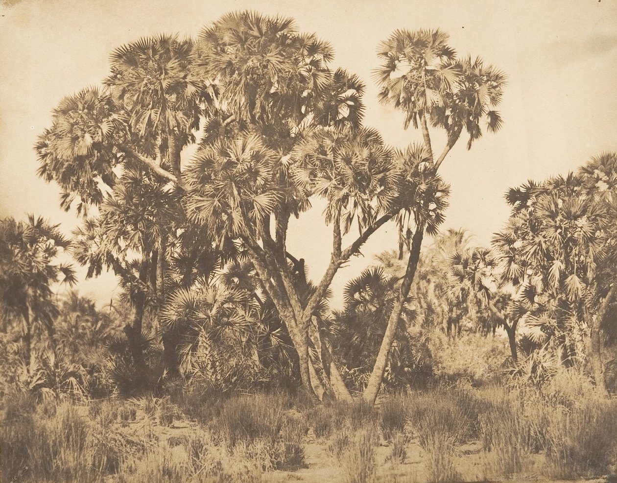 Palmiers Doums in Hamarneh, 1849-50 von Maxime Du Camp
