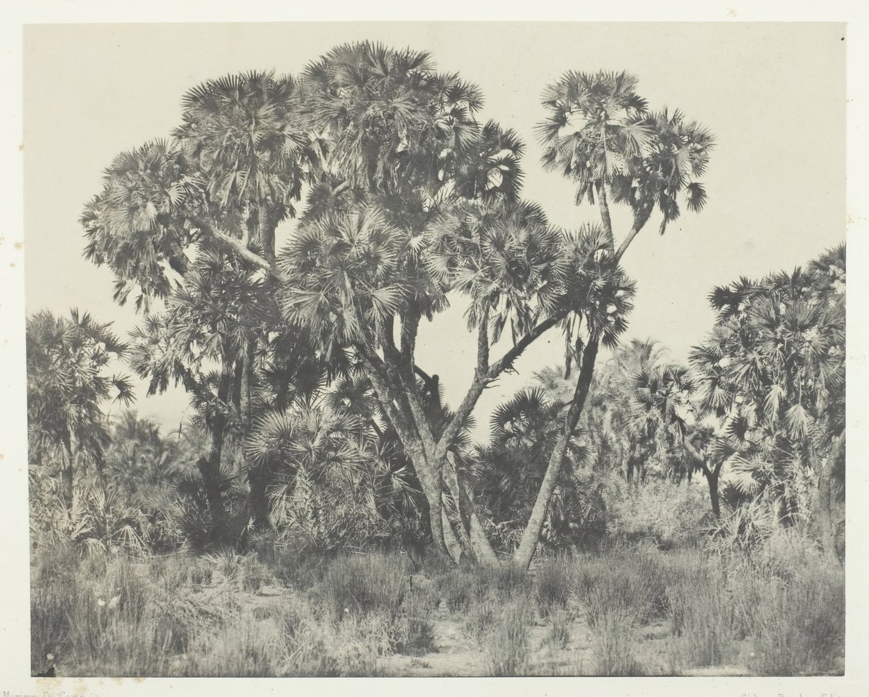 Palmiers Doums, Oberägypten, 1849-51, gedruckt 1852 von Maxime Du Camp