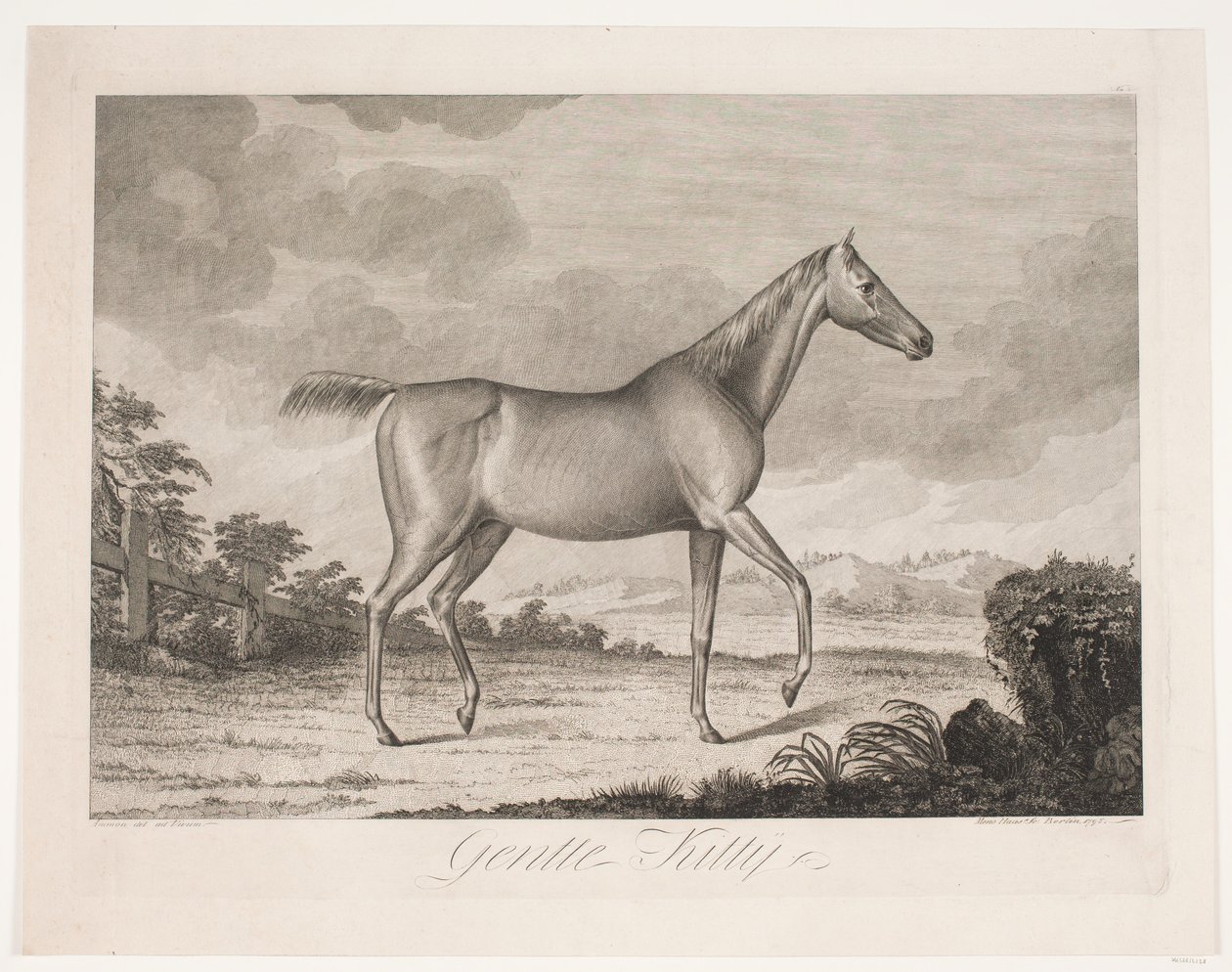 Das Pferd "Gentle Kitty" von Meno Haas
