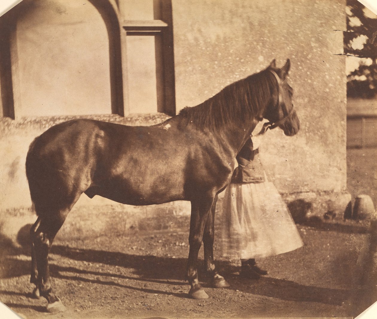 Sultan, Mitte der 1850er Jahre von Mervyn Herbert Nevil Story Maskelyne