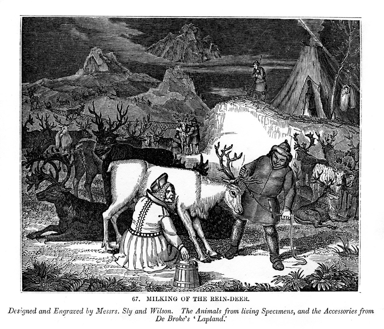 Melken des Rentiers, 1843 von Messrs Sly and Wilson