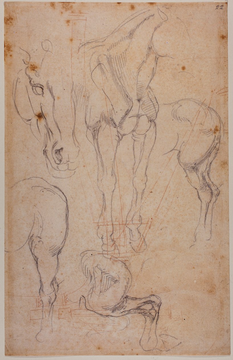 Anatomische Studien eines Pferdes von Michelangelo Buonarroti