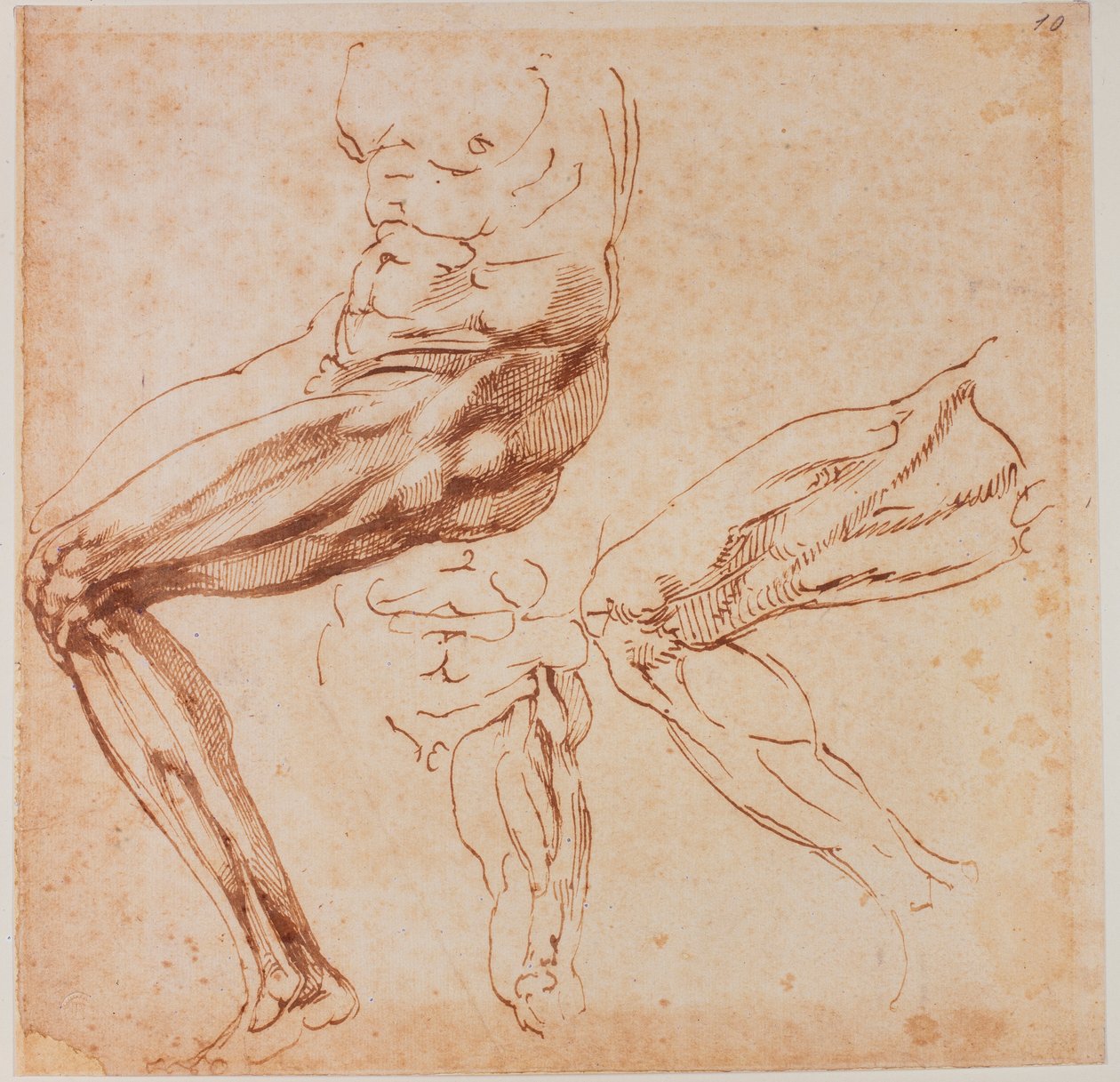 Beinstudien von Michelangelo Buonarroti