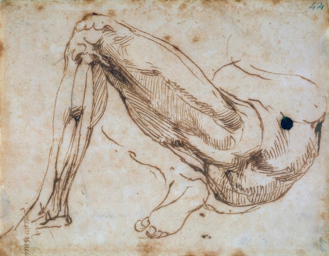 Studie eines Beines von Michelangelo Buonarroti