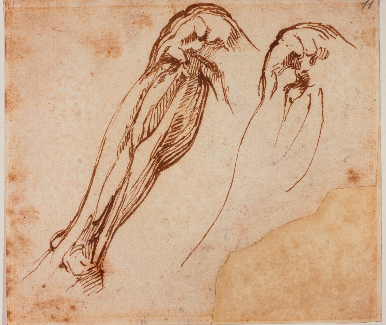 Zwei Bein Studien von Michelangelo Buonarroti
