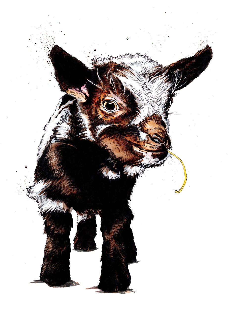 Babyziege auf Weiß, 2020 von Mike Davis
