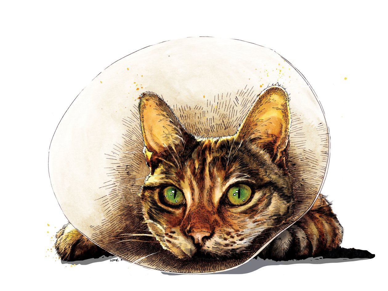 Gute Besserung Katze auf Weiß, 2020 von Mike Davis