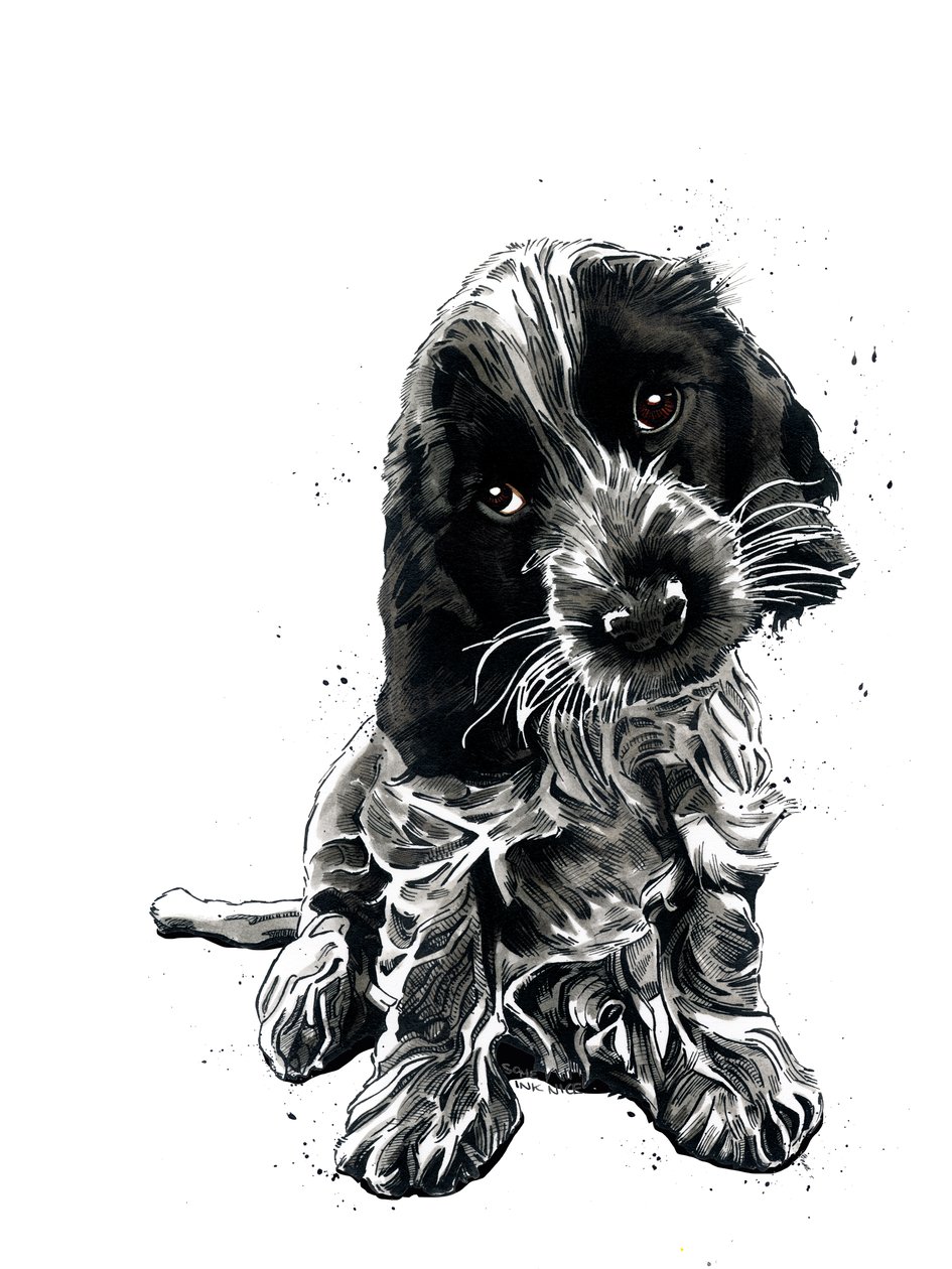 Rosie der Cocker Spaniel auf Weiß von Mike Davis