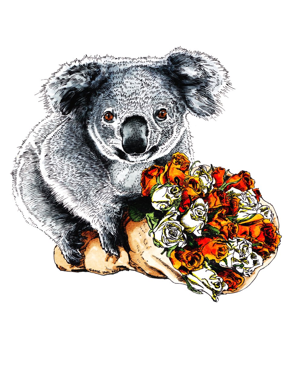 Danke Koala auf Weiß, 2020 von Mike Davis
