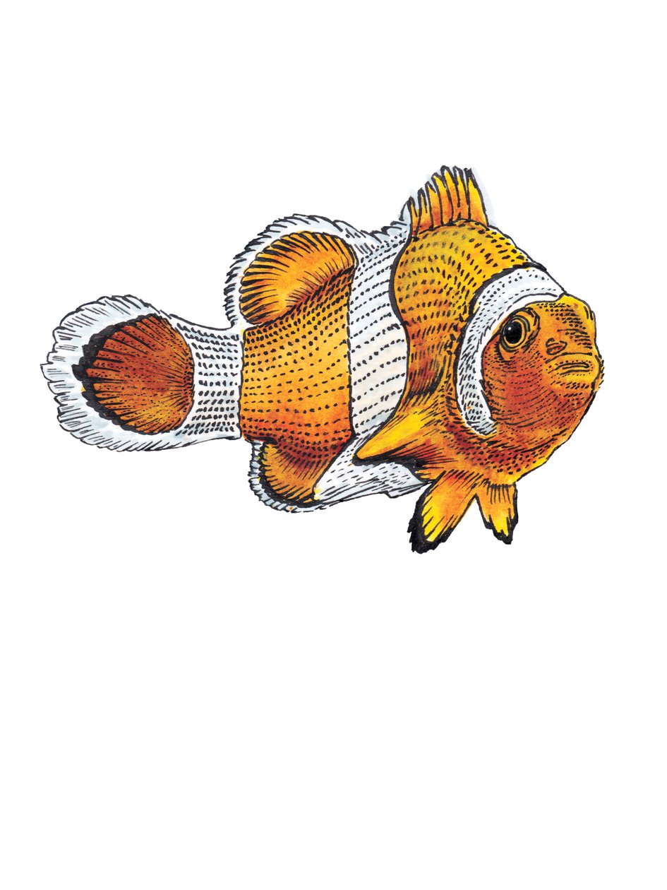 Der Clownfisch auf Weiß, 2022 von Mike Davis