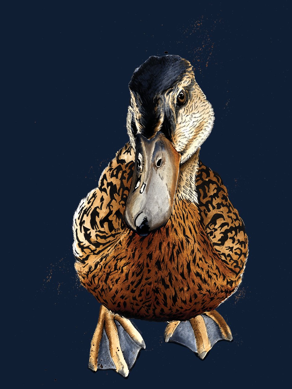 Die Ente auf Mitternachtsblau, 2020 von Mike Davis