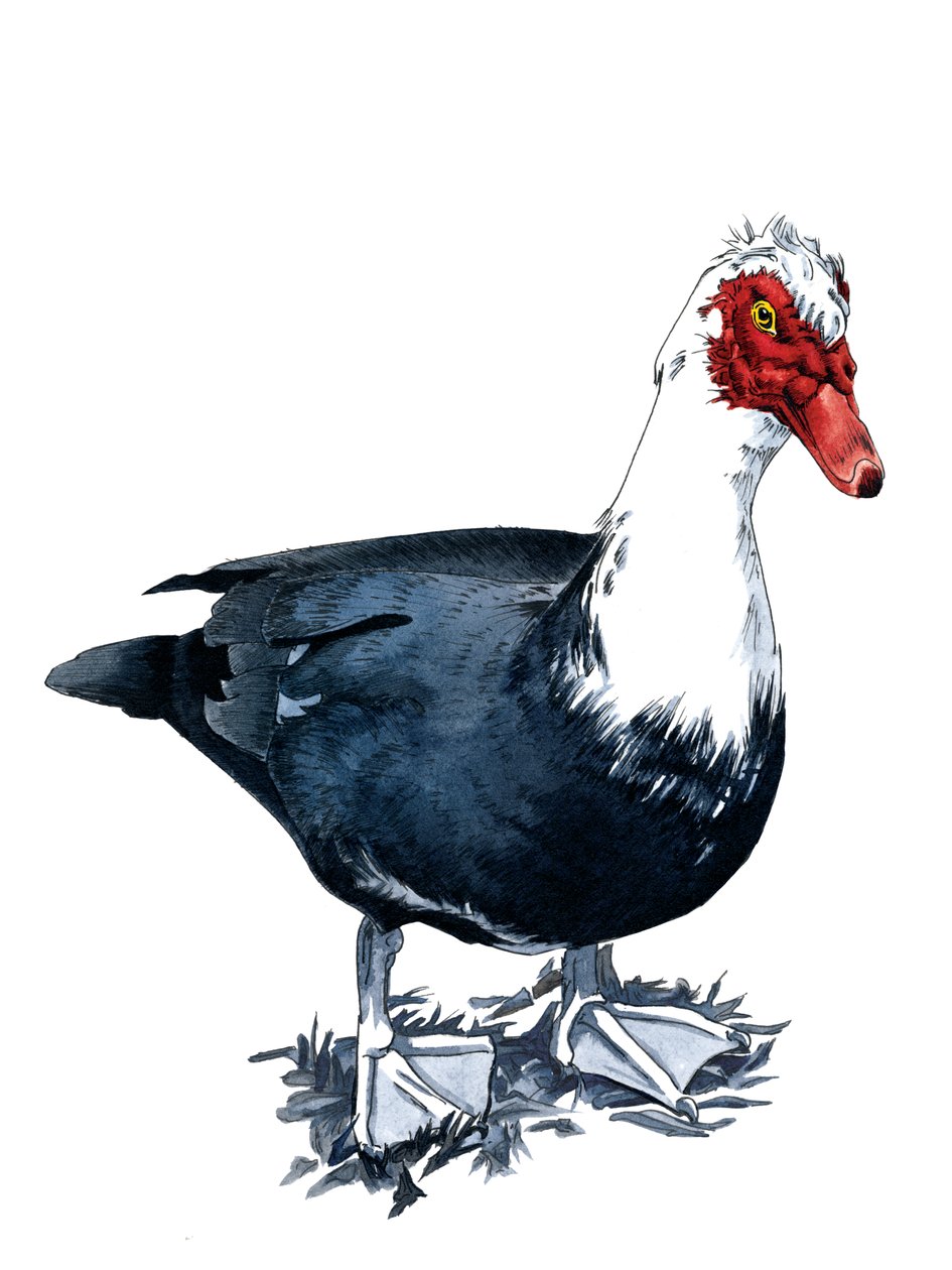Die Moschusente auf Weiß, 2020 von Mike Davis