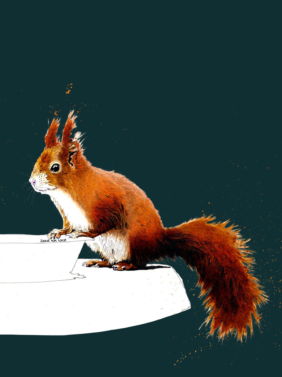 Das Rote Eichhörnchen auf Tiefem Cyan von Mike Davis