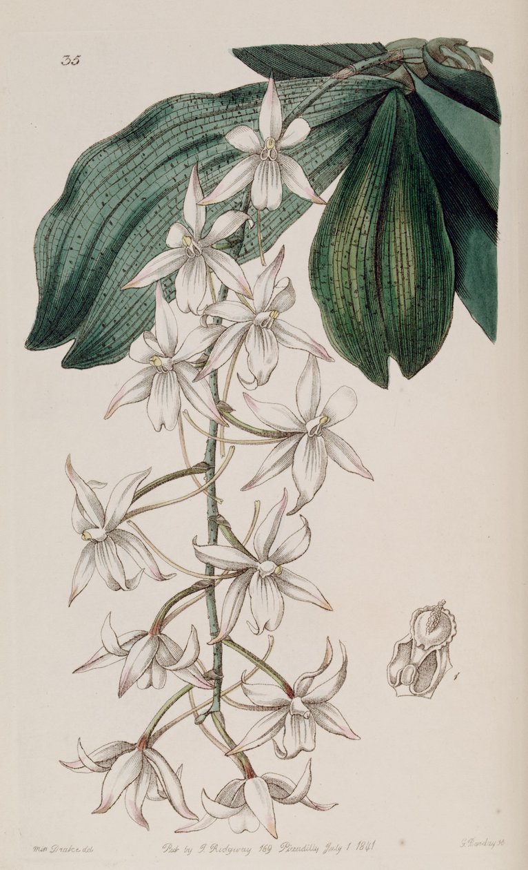 Aerangis biloba (als Syn. Angraecum bilobum) von Miss Drake