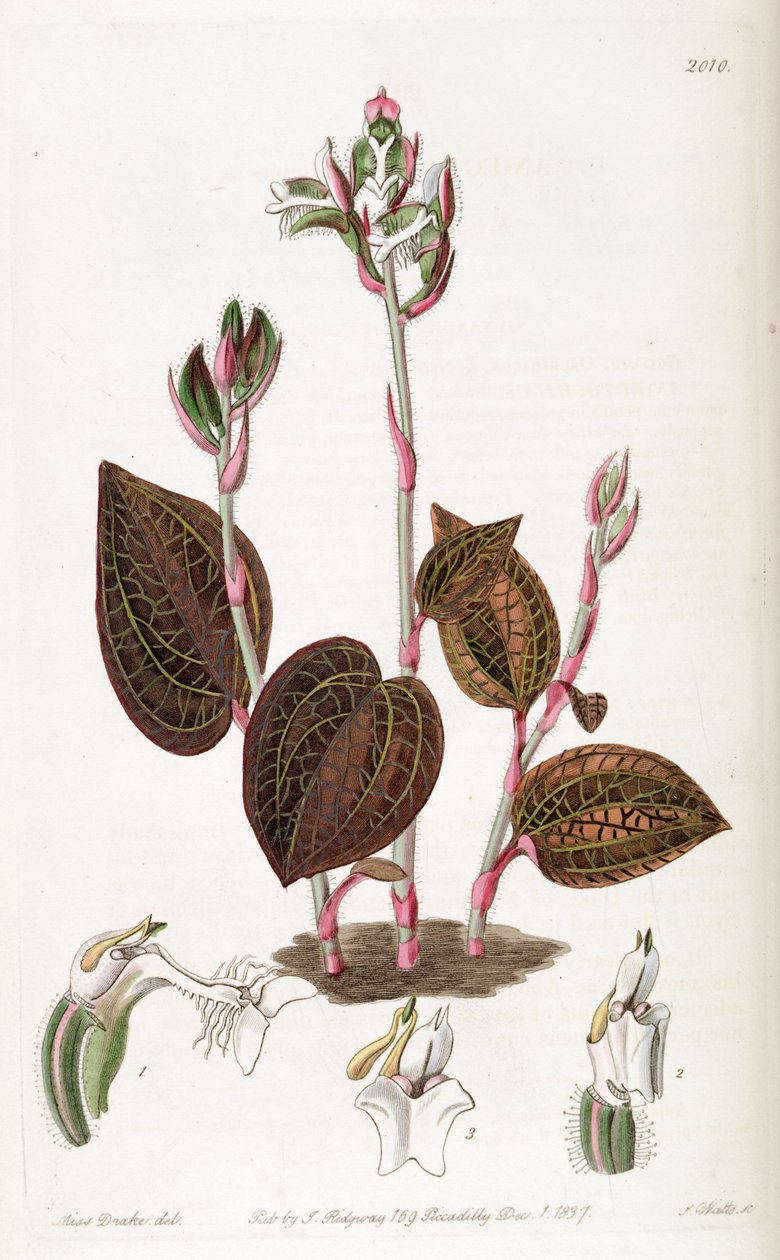 Anoectochilus setaceus von Miss Drake