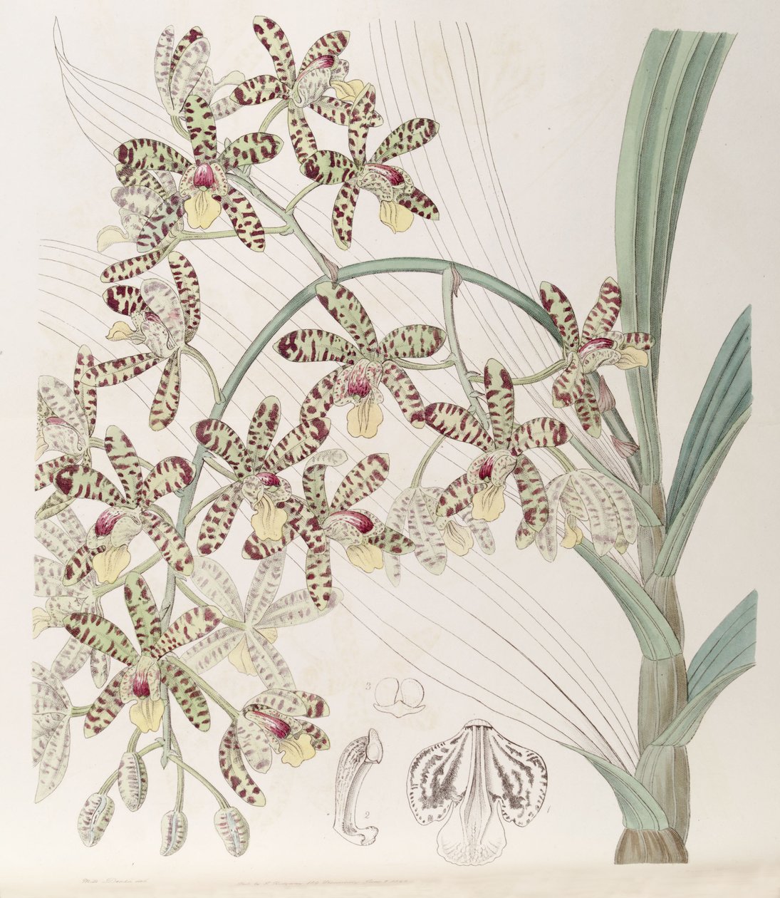 Ansellia africana von Miss Drake