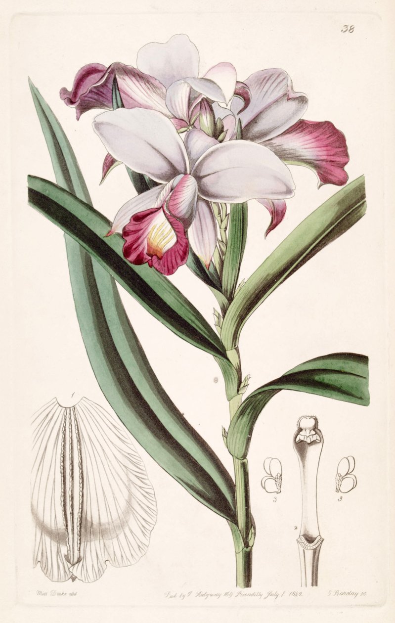 Arundina graminifolia von Miss Drake