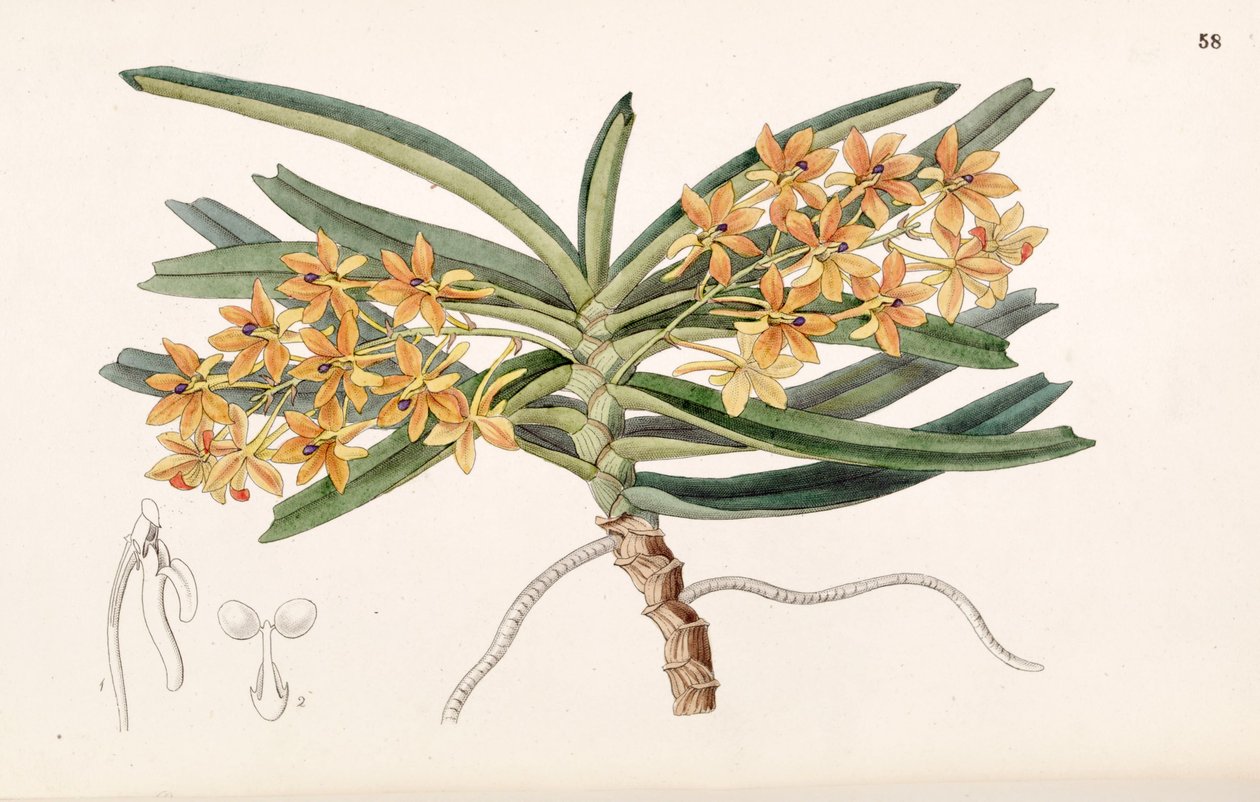 Ascocentrum miniatum von Miss Drake