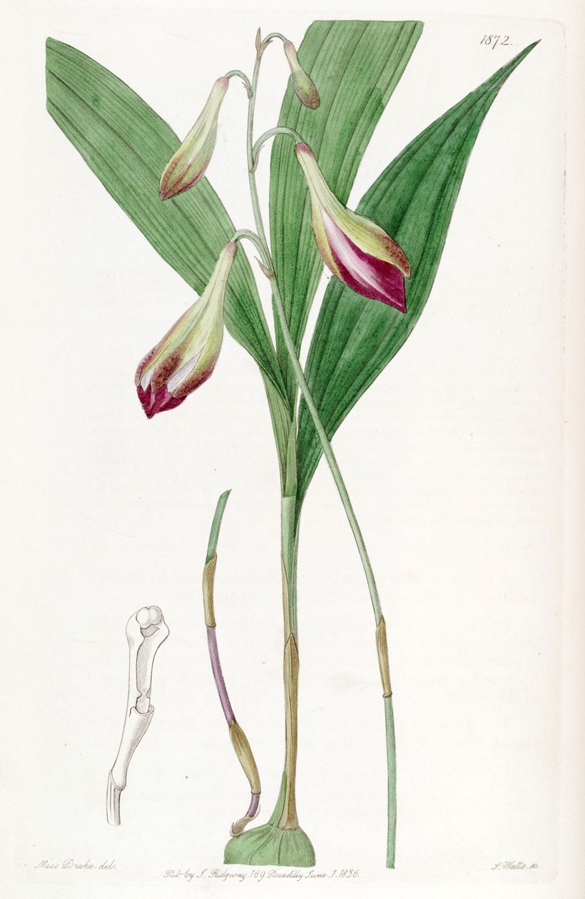 Bletia purpurata (als syn. Crybe rosea) von Miss Drake