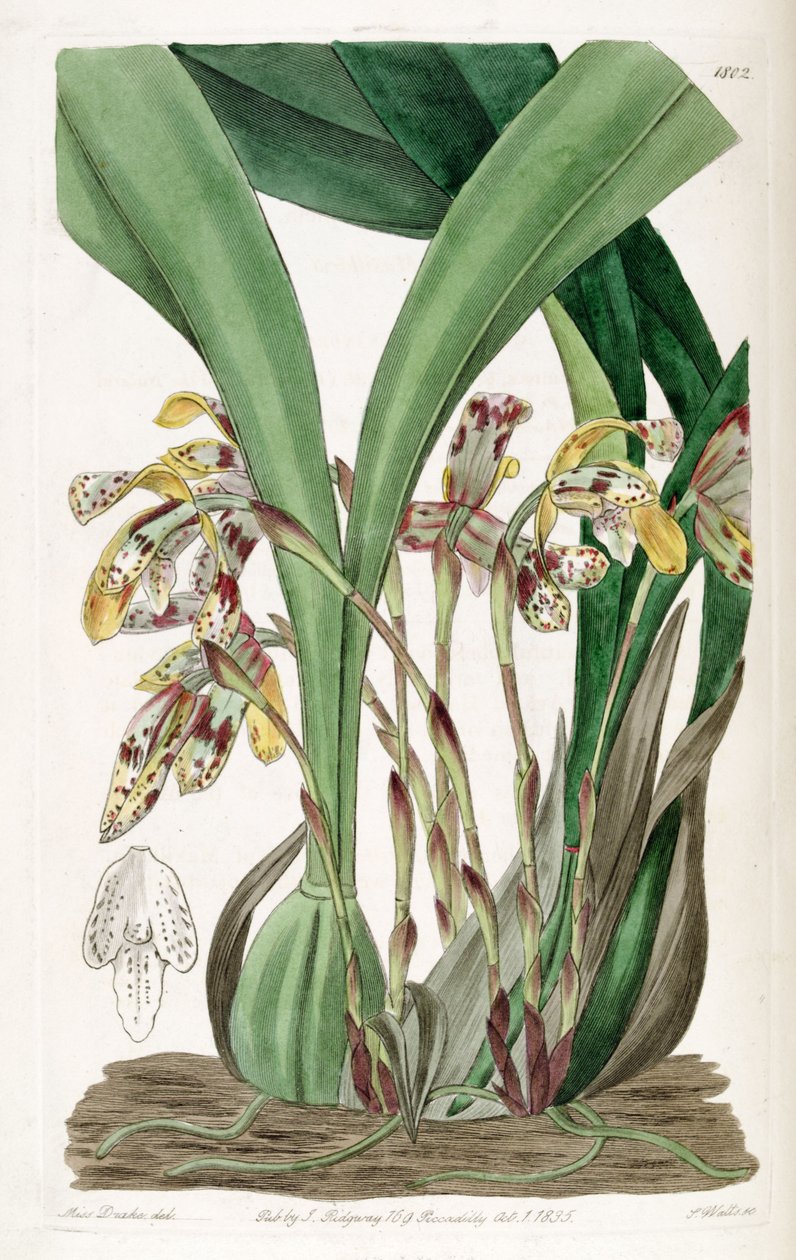 Brasiliorchis picta oder Maxillaria picta von Miss Drake