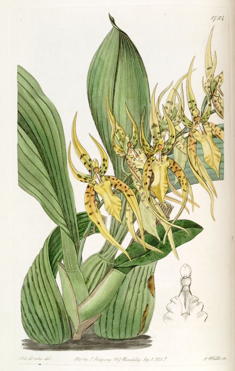 Brassia lanceana von Miss Drake