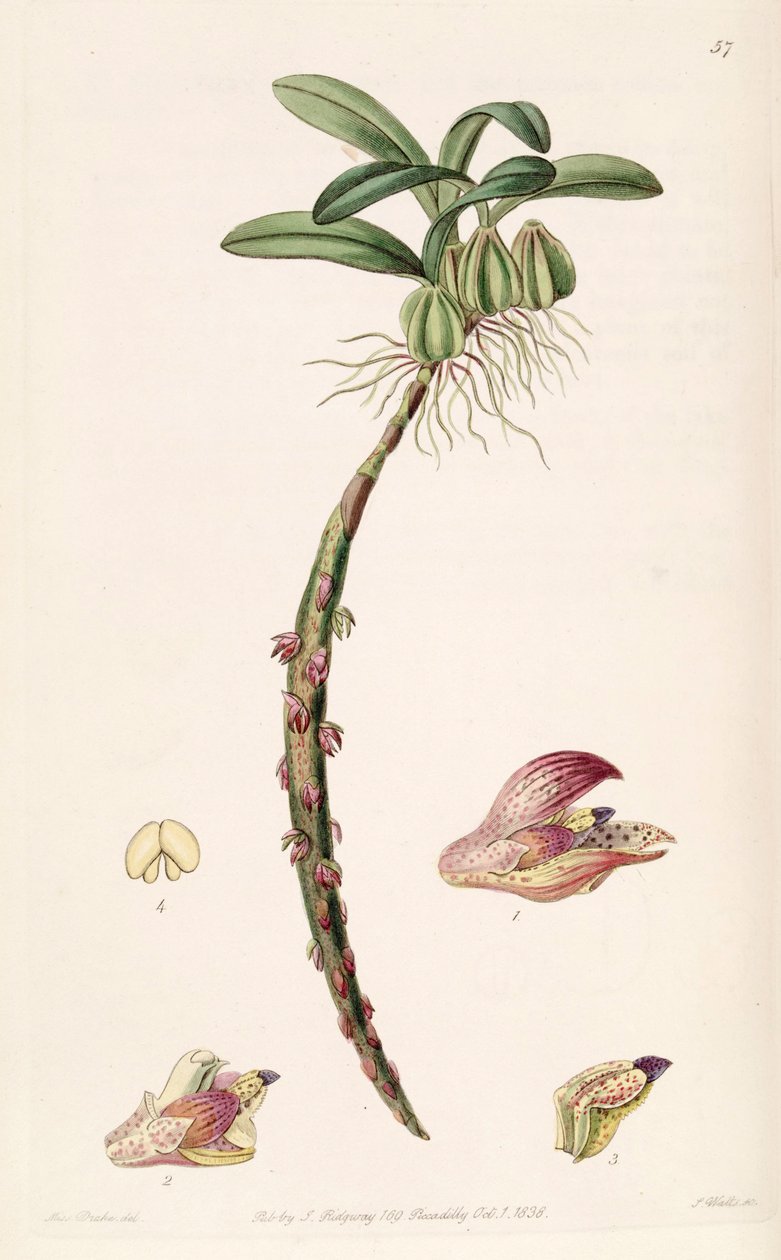 Bulbophyllum bracteolatum (geschrieben Bolbophyllum bracteolatum) von Miss Drake
