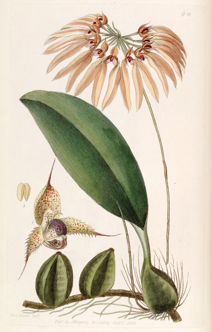 Bulbophyllum eberhardtii oder Bulbophyllum longiflorum (als syn. Cirrhopetalum thouarsii) von Miss Drake