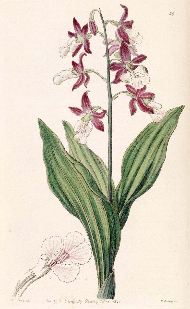 Calanthe discolor von Miss Drake