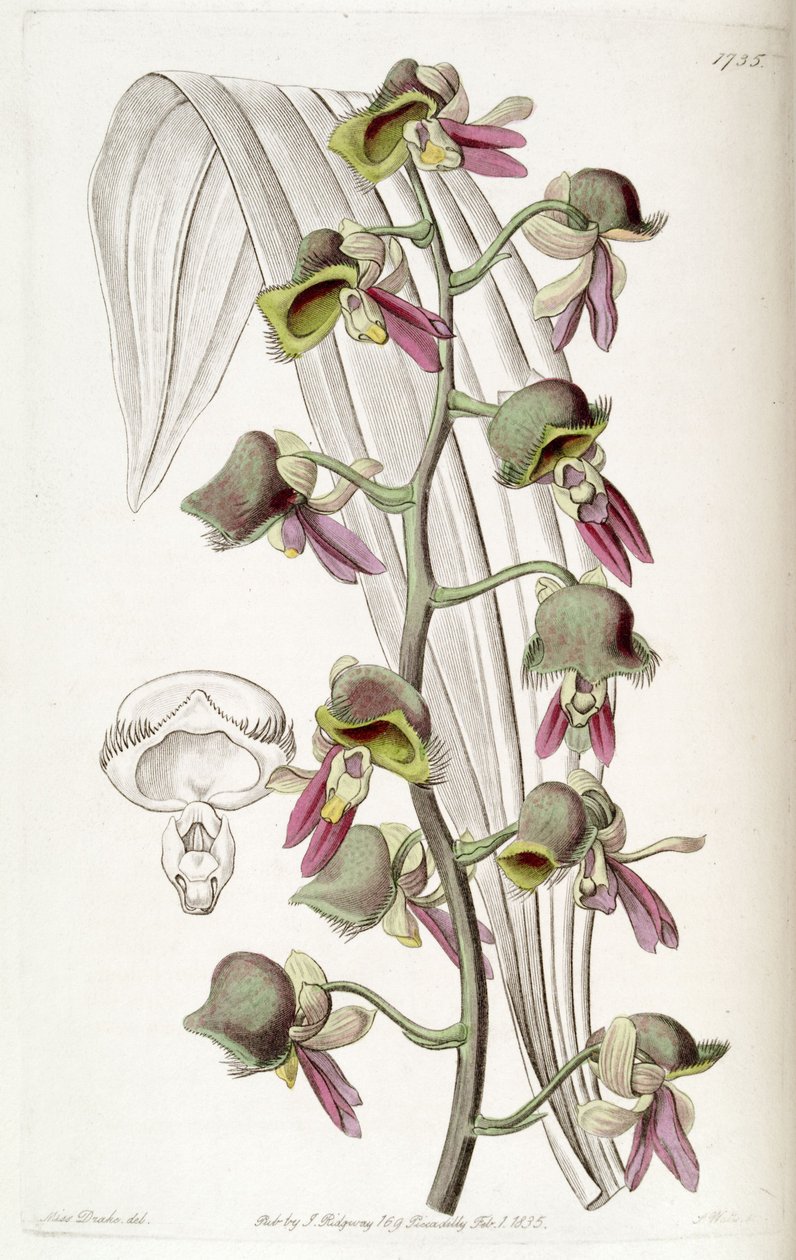 Catasetum discolor von Miss Drake