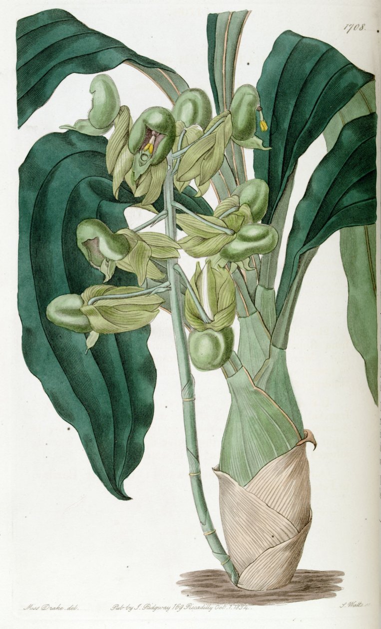 Catasetum purum (als syn. Catasetum semiapertum) von Miss Drake