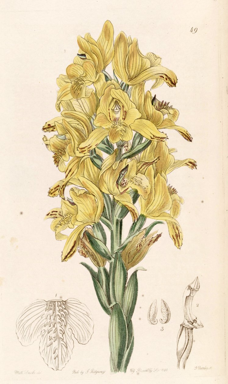 Chloraea piquichen von Miss Drake