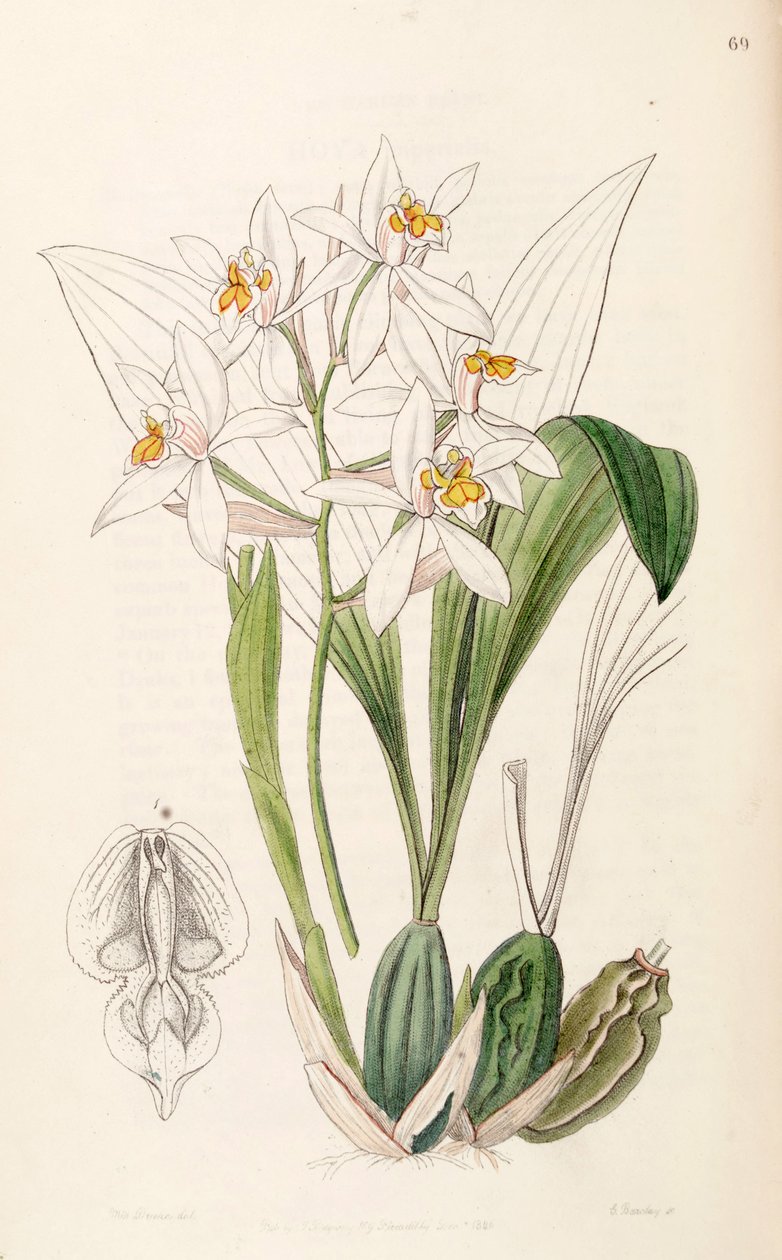 Coelogyne nitida von Miss Drake
