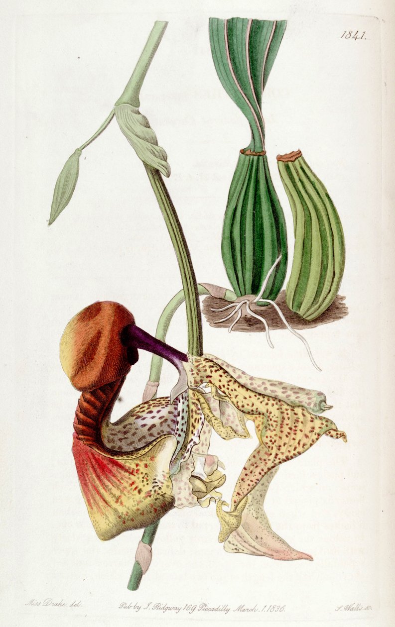 Coryanthes macrantha von Miss Drake