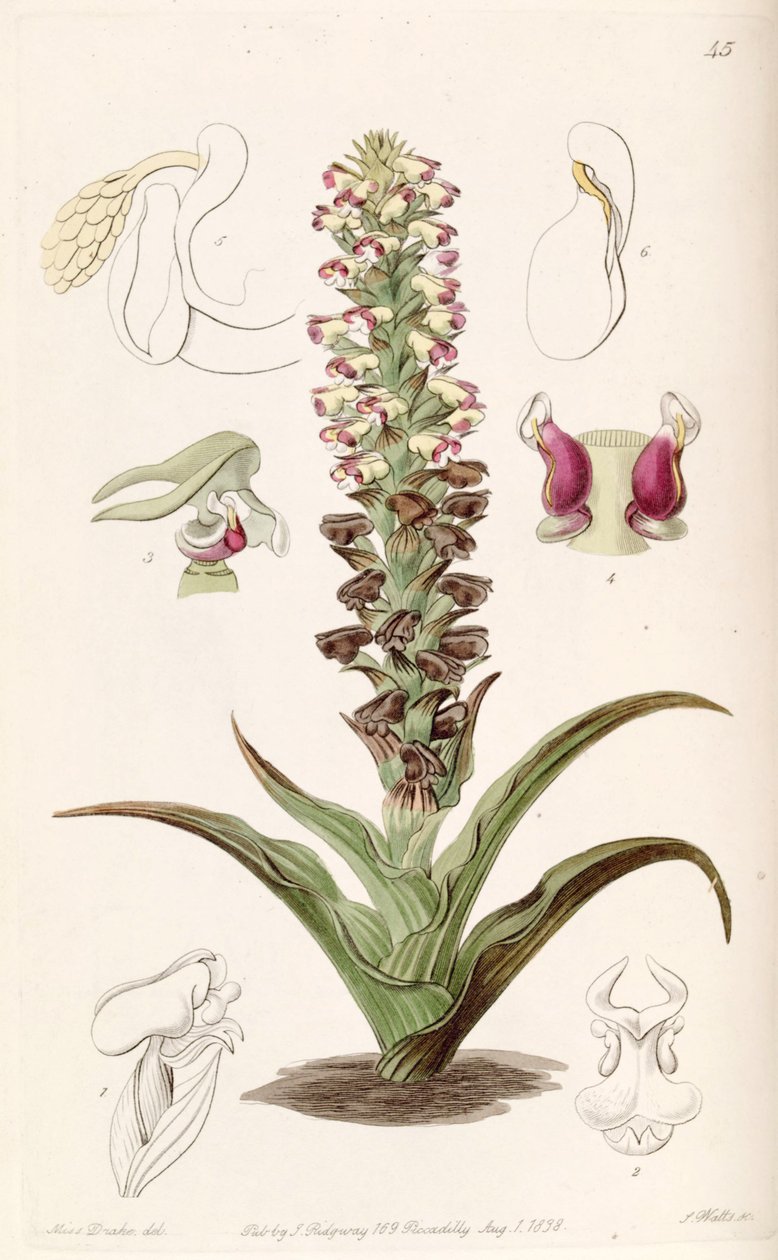 Corycium orobanchoides von Miss Drake