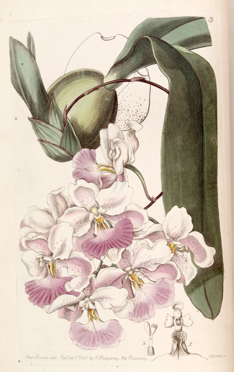 Cuitlauzina pendula von Miss Drake